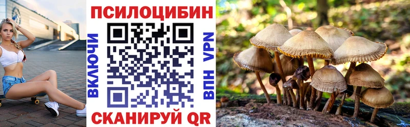 Купить где  Луга  Галлюциногенные грибы Cubensis 